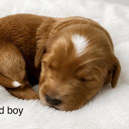Red collar boy - Red  male Goldendoodle puppy in Vian, Oklahoma from Dog Days Doodles