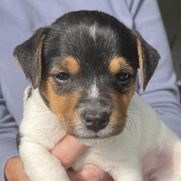 Russell Terriers from Seagull Limited JRTCA Jack Russell’s