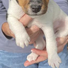 Russell Terriers from Seagull Limited JRTCA Jack Russell’s