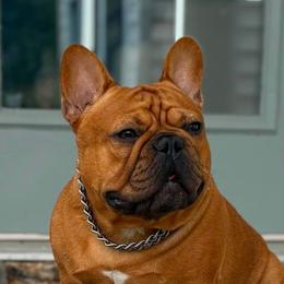 Wren - French Bulldog