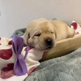 Purple collar - Yellow female Labrador Retriever puppy in Cold Brook, New York from Tamarack Therapy Dogs