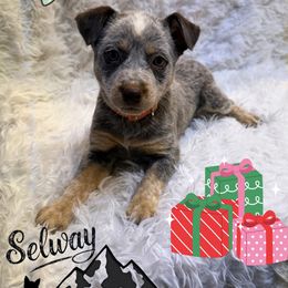 Chocolate - Blue female Australian Cattle Dog puppy in Kamiah, Idaho from Selway Australian Cattle Dogs