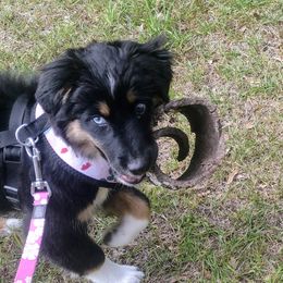 Miniature Australian Shepherd Puppies from Triple Branch Aussies