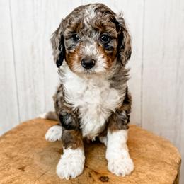 Bash - Blue merle male Aussiedoodle puppy in Arlington, Washington from Doodle Love Laugh
