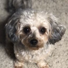 Yorkipoos from Our Adorable Yorkiepoos