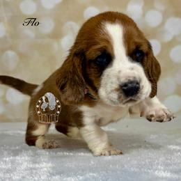 Flo - Mahogany and white female Basset Hound puppy in Dingess, West Virginia from Tuckers' Howling Hounds
