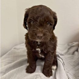 Mocha - Chocolate female Australian Labradoodle puppy in Helena, Montana from Labradoodles of Montana