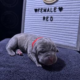 Red Collar - Gray female Cane Corso puppy in Snellville, Georgia from A Really Good Kennel