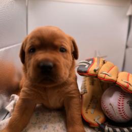 Sven - Yellow male Labrador Retriever puppy in Carlsbad, New Mexico from ECMO Farm Dalmatians & Labrador Retrievers