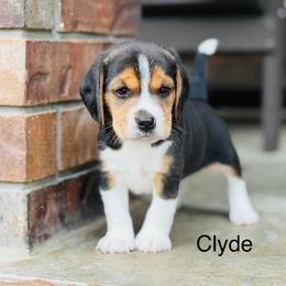 Clyde - Black tan and white male Beagle puppy in Mansfield, Missouri from Rippee Creek Kennel