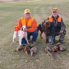 Pudelpointer All Grown Up from Rebel Point Pudelpointers