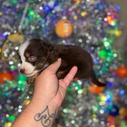 Luna - Red tri female Miniature Australian Shepherd puppy in Angleton, Texas from 4LH Australian shepherds