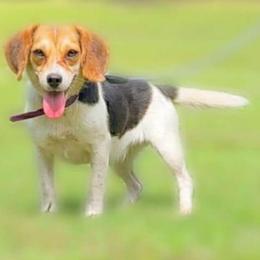 RCK STYX - Beagle