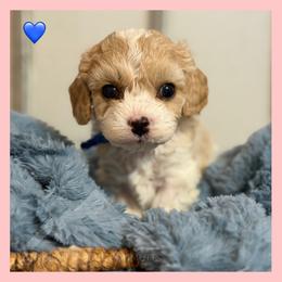 Boy 2 - Blenheim male Cavachon puppy in Smoot, Wyoming from Designer Mountain Mutts