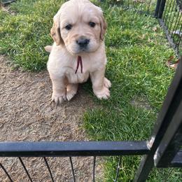 2B Mr. Burgundy - Golden male Golden Retriever puppy in Garland, Texas from RFGoldens