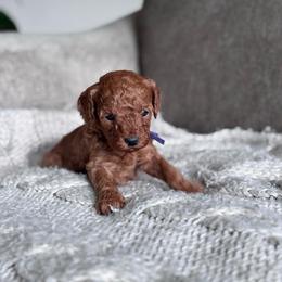 AKC miniature poodle (Purple collar girl) - Red  female Poodle puppy in Skamokawa, Washington from East Valley Pups