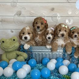 Goldendoodle and Poodle Puppies from Krispydoodle