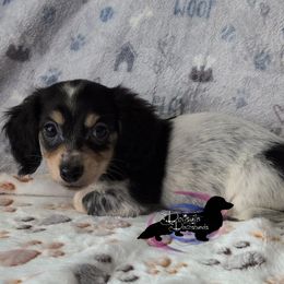 Saturn the Black and Cream Piebald Boy with Heavy Ticking - Piebald Dachshund puppy in Pelion, South Carolina from Doitsujin Dachshunds
