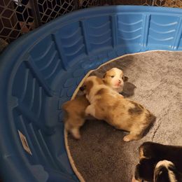 American Corgi Puppies from GC Farms Corgis