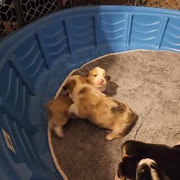 American Corgi Puppies from GC Farms Corgis