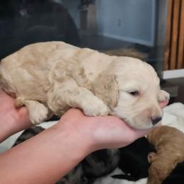 Daisy - Cream female Goldendoodle puppy in Meridian, Idaho from Lucy's Golden Doodles