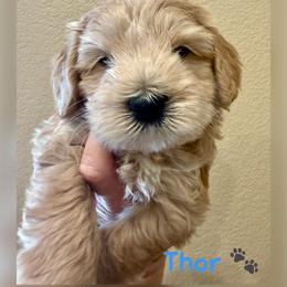 Thor - Apricot male Australian Labradoodle puppy in Sacramento, California from Delta Breeze Labradoodles