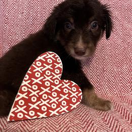 Comet - Red tri-color male Australian Shepherd puppy in Rose Hill, North Carolina from Motega Australian Shepherds