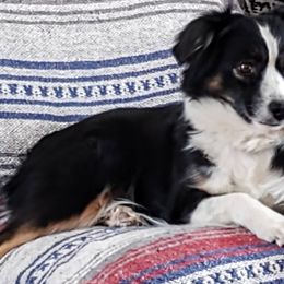Katie - Miniature Australian Shepherd