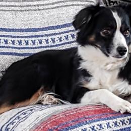 Katie - Miniature Australian Shepherd