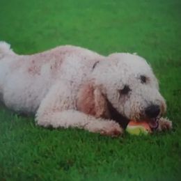 Bernedoodles and Goldendoodles from Four Kids’ Farms, LLC