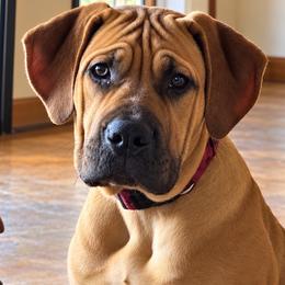 Tinker Bell - Fawn female Boerboel puppy in Bon Aqua, Tennessee from Erickson Ranch Boerboels