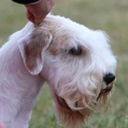 ANNIE - Sealyham Terrier