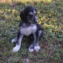 Girl 2 - Blue and cream female Afghan Hound puppy in Cape Coral, Florida from Qadim Afghan Hounds