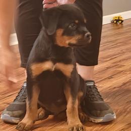 Dark blue puppy - Black and mahogany male Rottweiler puppy in Michie, Tennessee from Schone Rasse Rottweilers