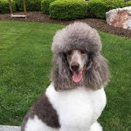 Poodles from Jillafer’s Standard Poodles