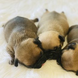 French Bulldog Puppies from Frenchie Paws