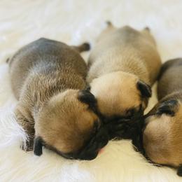 French Bulldog Puppies from Frenchie Paws