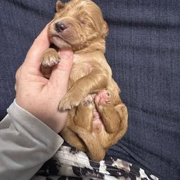 Bodie - Apricot male Goldendoodle puppy in Graham, North Carolina from Geise Meadow Doodles