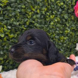 Baby ashley - Black and tan female Dachshund puppy in Jackson, Tennessee from BlackPine Kennels