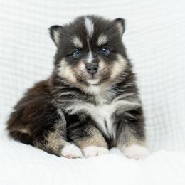 Penelope - Tri-color female Pomsky puppy in Spring City, Pennsylvania from Pomsky Power Puppies