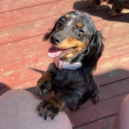 Lilly - Dachshund