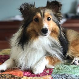 Shetland Sheepdogs from Rollinghills Breeders
