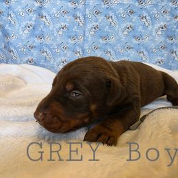 Grey - Red and rust male Doberman Pinscher puppy in Knox, Indiana from Double River Dobermans