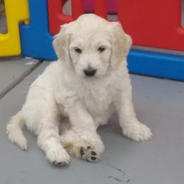 Goldendoodle Puppies from SuperDog Doodles