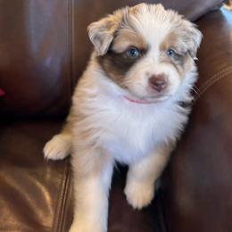 Autumn - Red merle female Australian Shepherd puppy in Creston, California from Copper Sky Aussies of the Cental Coast