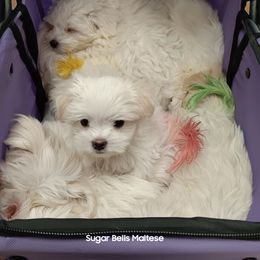 Maltese Puppies from SugarBellsMaltese