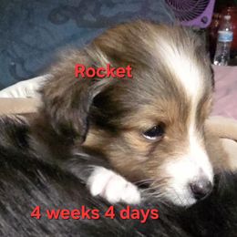 TINY Rocket Special Holiday Price Until Nov 30 - Sable and white male Shetland Sheepdog puppy in Houston, Texas from LaLa's Lilliputian Lassies