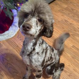 Wendy - Merle female Goldendoodle puppy in Eureka, California from North Coast Doodles