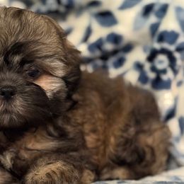 Espresso AKC - Sable male Shih Tzu puppy in Central, South Carolina from SarMel