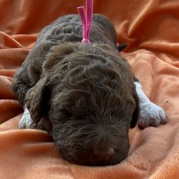 Myrtle - Brown and white female Saint Berdoodle puppy in Beach, North Dakota from Badland St. Berdoodles LLC